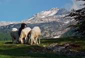 In GRIGNONE, versante nord, da Cainallo sui sentieri estivi 24 Rif. Bietti e 25 Rif. Bogani dom. 29 maggio 2011 - FOTOGALLERY